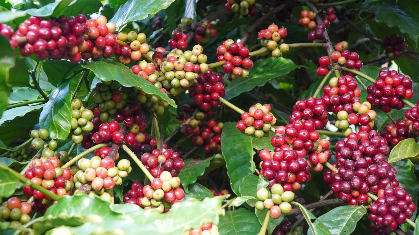 Những trái cà phê trên cây