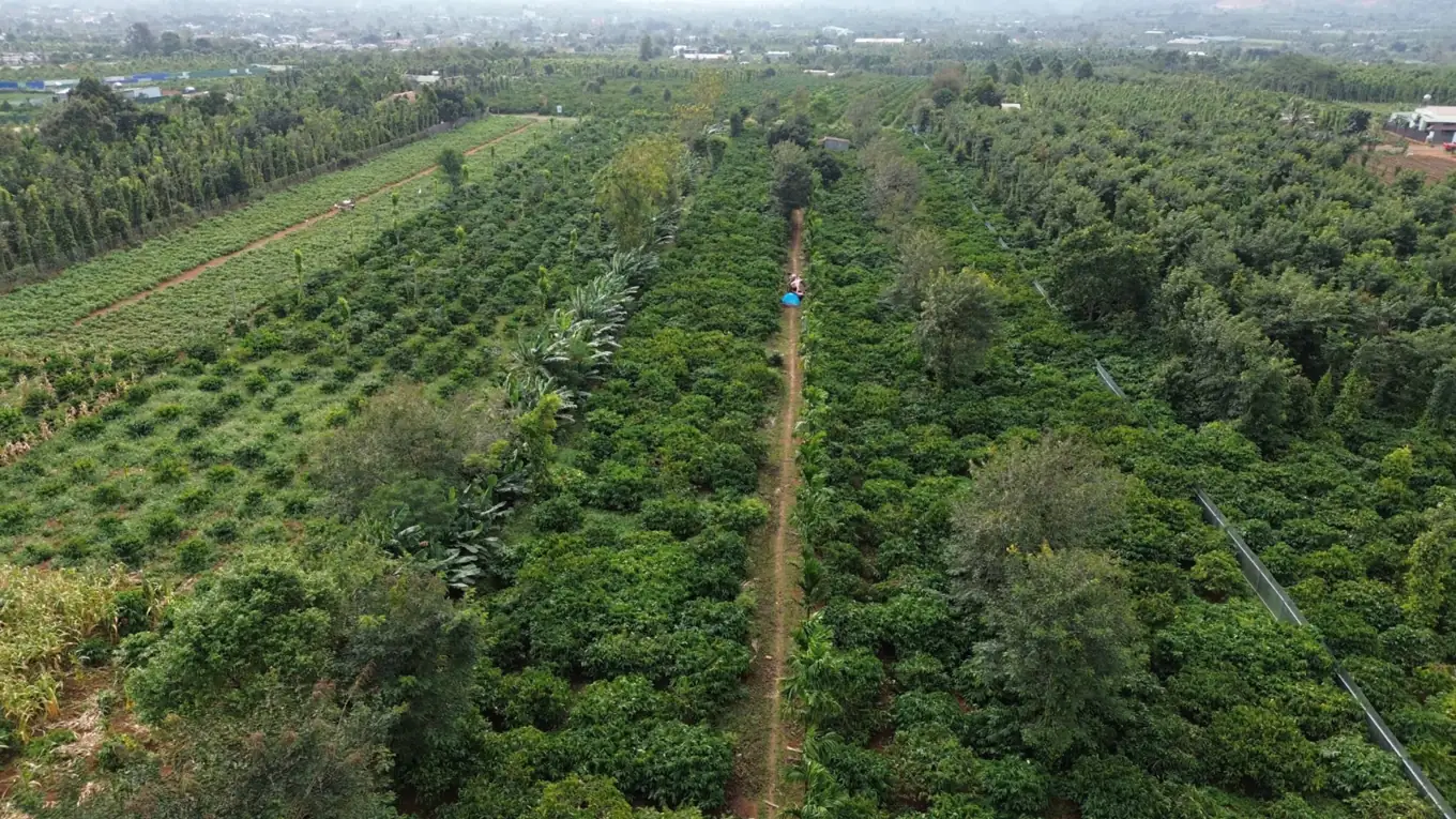 Vùng trồng cà phê Việt Nam