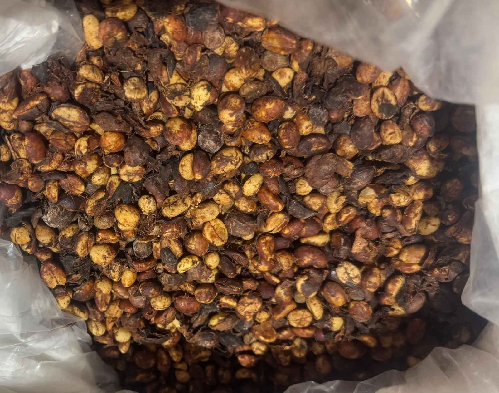 Cà phê Honey bảo quản trong bao nilon